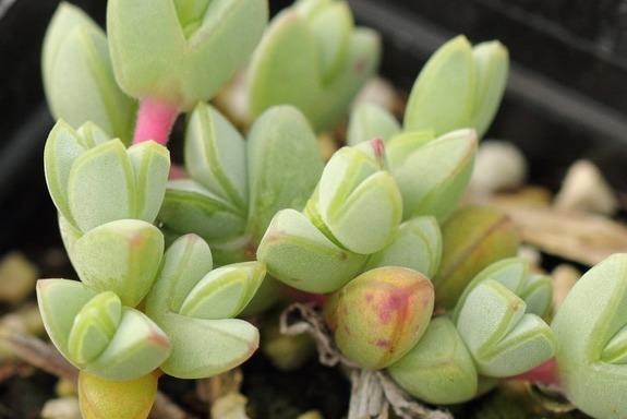 好养活得几款多肉植物,漂亮又好养,简单一样就爆盆