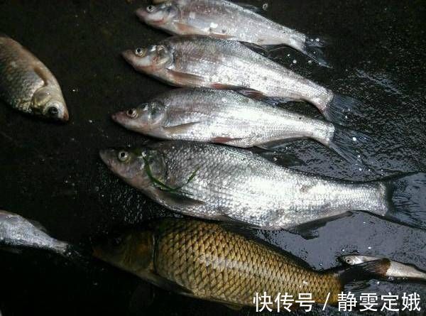 这种鱼到底是不是翘嘴呢,虽然长得挺像,但是这种鱼长不了一米