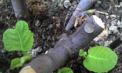 发芽|吃水果时挖一勺子,洗洗扔盆里,20天发芽成盆栽,结的果子吃不完