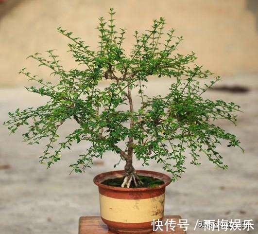 枝条|1种花,扦插就活,10天长根,能养成盆景,开成漂亮的“烟花”!