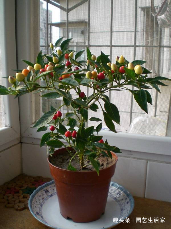 五彩椒|乡下这种“野草”,曾经路边没人要,如今大家看到抢着挖,特珍贵