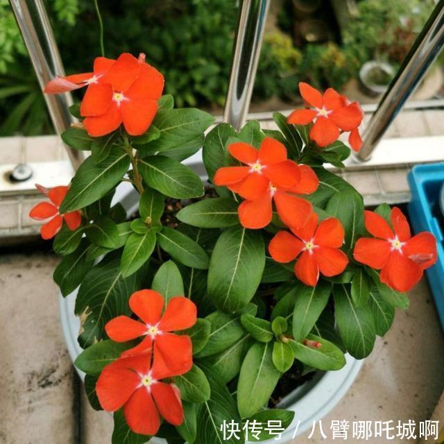 阳台|阳台养花，别错过这6种花，春夏秋冬有花赏