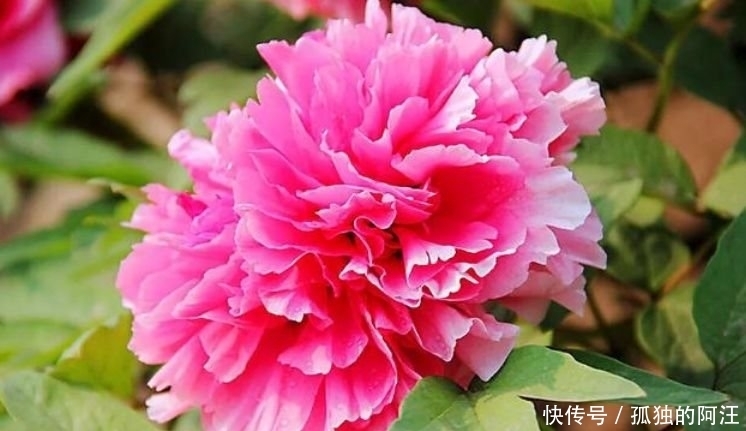 此款花卉便宜又好养,丢到阳台,四季有花开,一养就上瘾!