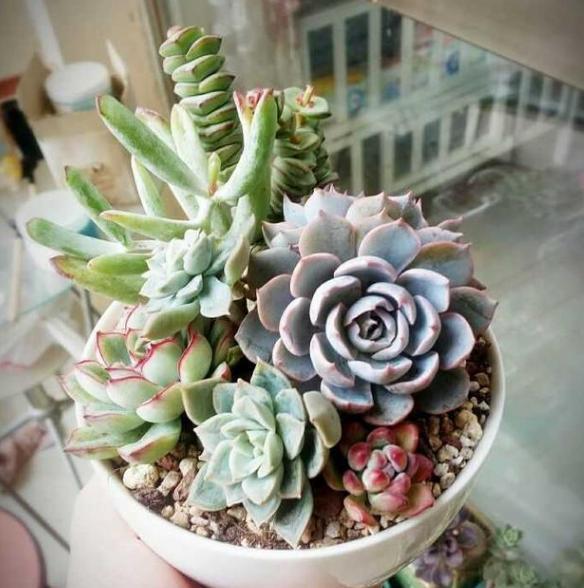 想在客厅搁置多肉老桩就摆放这4款盆景，难度低、美得像花