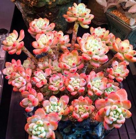 夏必死的多肉品种，该如何盆栽正确避暑抓住3细节状态佳