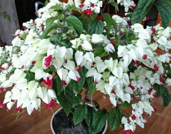 养花就养4种花，家里养一盆，花量大不操心，越养越喜欢