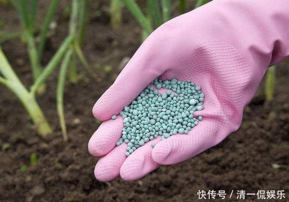 改正|月季花为什么不开花呢其实缘故在这里,学会如何改正就能狂开花