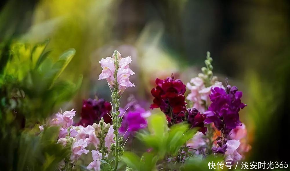 栩栩如生|此花如灵动的金鱼一般，栩栩如生鲜艳夺目，是吉祥之花