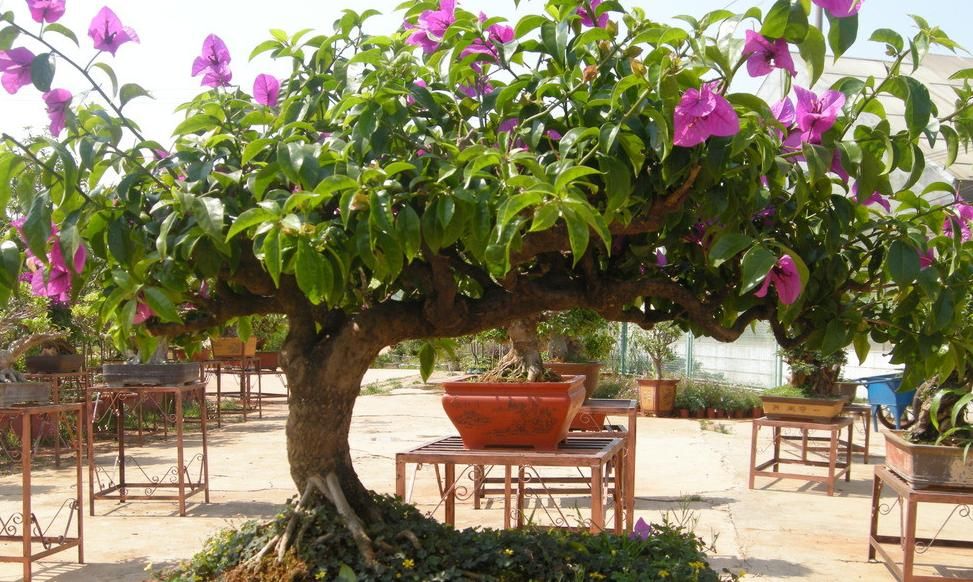 盆栽三角梅该怎么催花？谨记2点，轻松达到目的