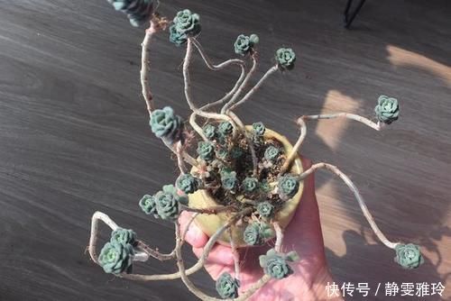 阳台|4款小清新的多肉植物,不贪光还漂亮,很适合养在阳台和办公桌上