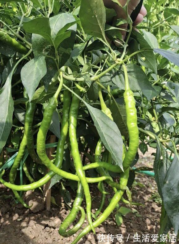 木耳菜|适合夏天种阳台的3种蔬菜,好养又好看,摘了又可以长,吃不停