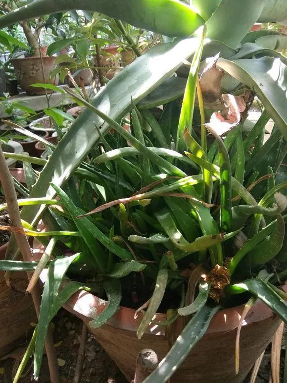 6种花,冬天必须“虐着养”,多浇水多施肥,就是帮倒忙!