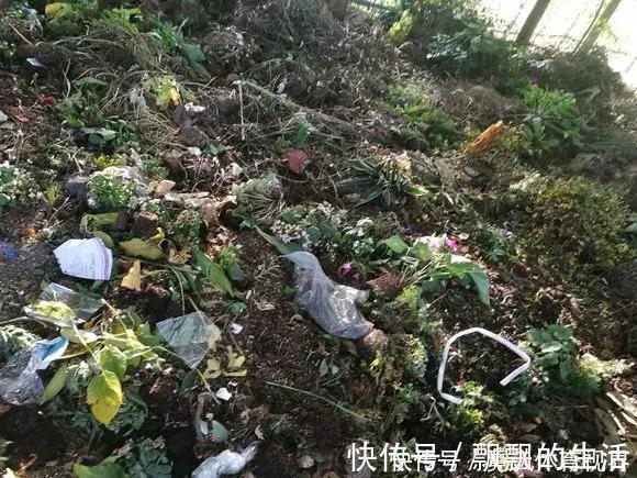垃圾桶|垃圾桶里一堆“贵货”花,丢人也要捡,带回家就开花