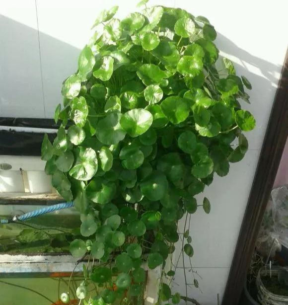 铜钱草养在这个地方,一周就爆盆,叶子能长成巴掌这么大