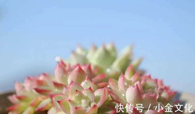 以阳光为滤镜,蓝天为背景,期待拥抱春天,拥抱自然!