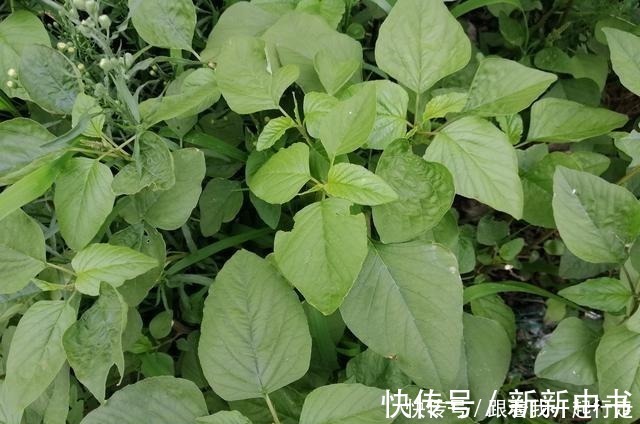 钙库|藏在田间地头的“天然钙库”,不花一分钱,钙是菠菜的3倍