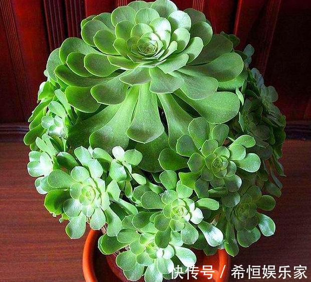 叶片|想要多肉老桩盆栽,养黑法师不如栽它,注意4点堪称天然净化器