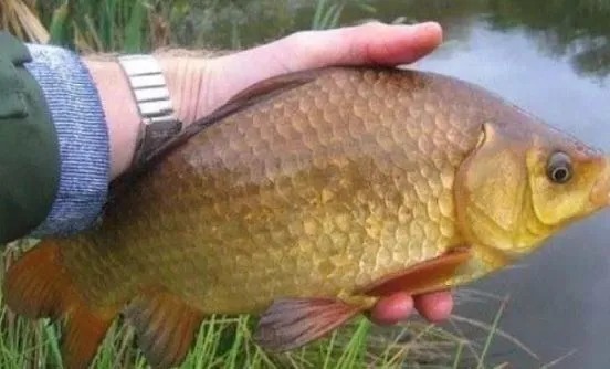 冬天还嫌鱼难钓?传授你3个绝技,上鱼又快又狠,不想爆护都难