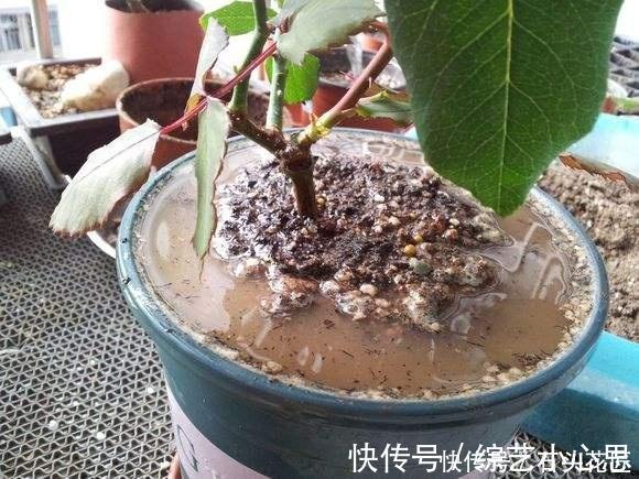 浇水|养花“干透浇透”你真的懂吗？很多人做错了，难怪盆土板结！