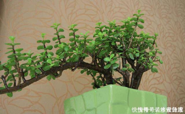 这3种花养成老桩价值高,养得越久越美,喜欢的别错过