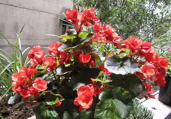 比月季还好看，比茉莉花期长，养盆丽格海棠，一年开花300天