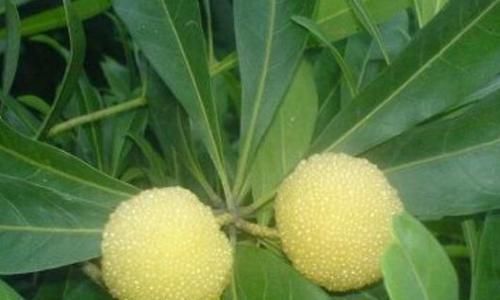 白杨梅|想养生得会吃,3种食物换着吃,美容养颜,滋补身体,早吃早好!