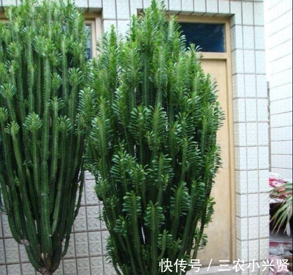 风水|阳台养花要“讲究”,这3种“再丑”也要养一盆,镇宅又旺运