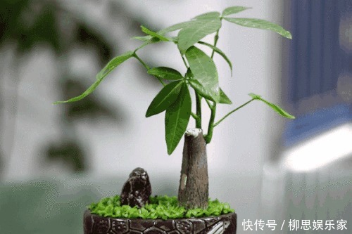 打理|适宜客厅养的3种耐旱花,30天浇一次,茎壮花爆盆,叶子巴掌大