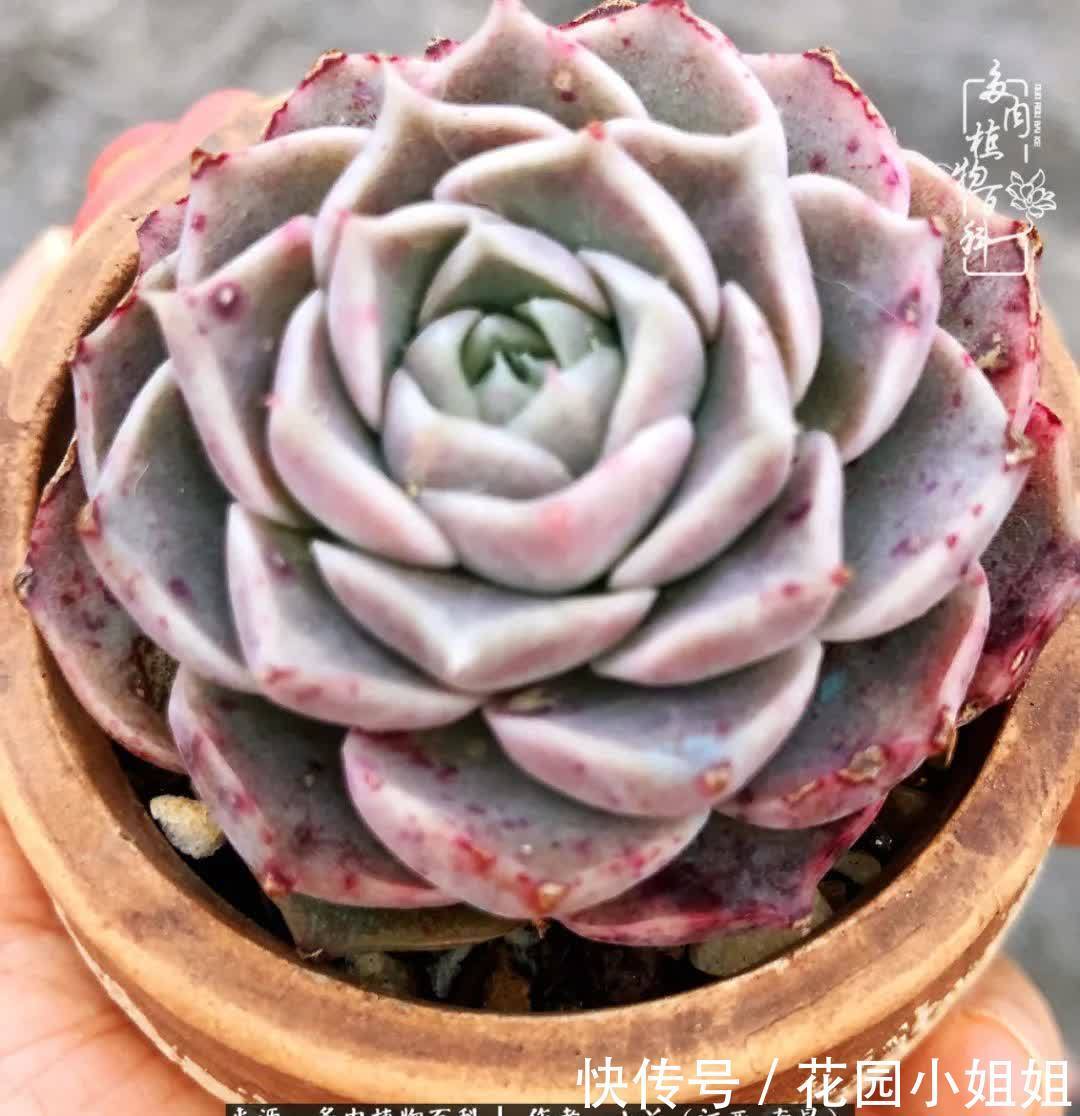 我的多肉宝宝美图，愿能给大家带来一丝轻松与愉悦！