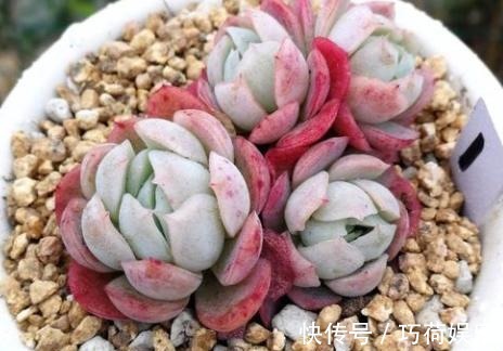 学会给多肉''喷水'',上色容易还好看,1招搞定叶子不着色的难题