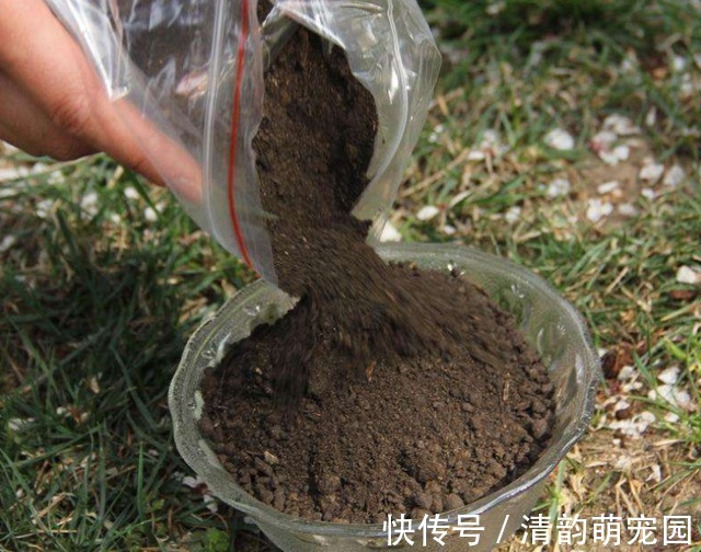 养花需要酸性土?这么一处理,好似变戏法,马上就有了