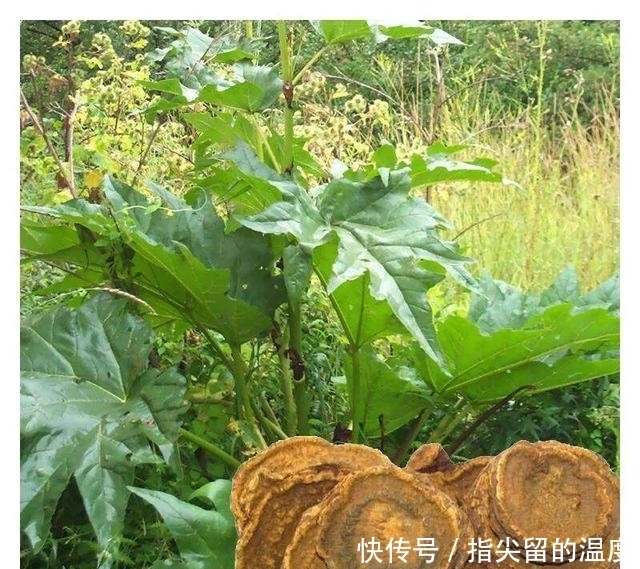 用它泡茶喝,专门排肠毒!每天只需3克,简单又实用