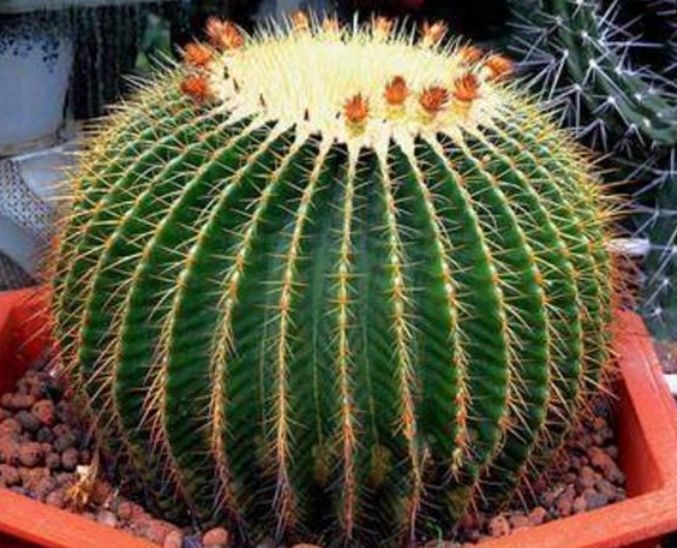 家养这些植物，不仅有很好的观赏价值，更有着招财进宝的寓意