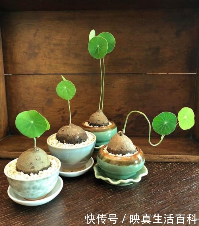  中药材|听名字就很贵，千金藤属的奇异多肉，还是一味重要的中药材