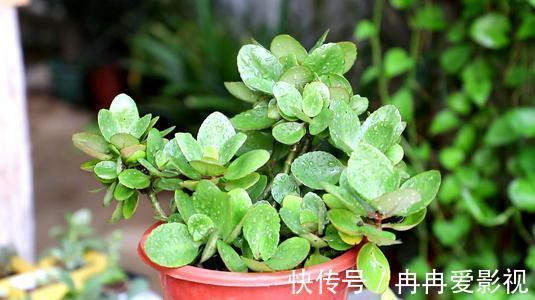 盆栽|长寿花又被称为寿星花、圣诞伽蓝菜!盆栽注意4点,花朵挂满枝