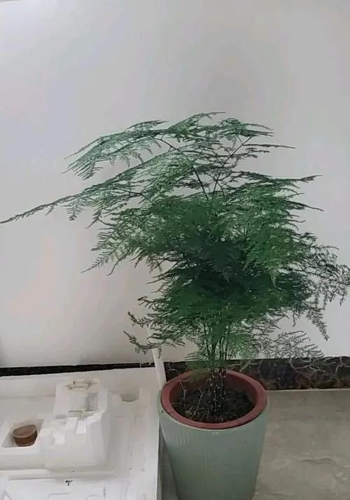 不会养文竹就用这两个笨办法,养的叶子绿油油