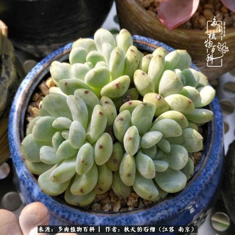 渡劫归来的肉肉,谁是谁的前世,谁又成了谁的今生