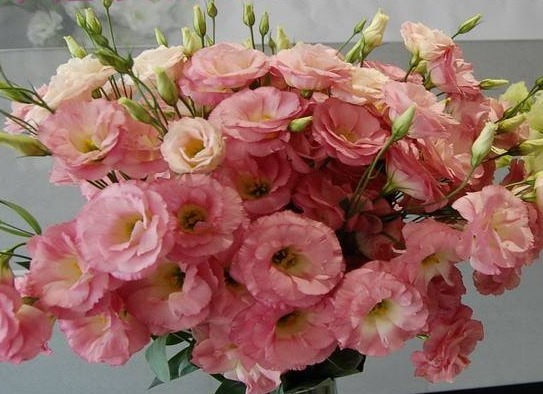 喜欢养花，不如养盆宫灯长寿，漂亮又好打理，花开繁盛惹人爱