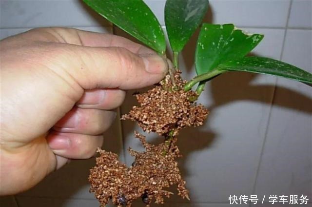 3种花,就得趁现在扦插,再晚就不生根了!3种花,就得趁现在扦插,再晚就不生根了!