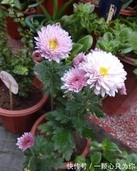 养花试试这几款,想要开花鲜艳有光彩,可以定期追肥