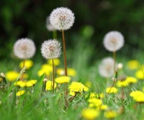 西红柿|4种食物是肝脏的“解毒王”,每天吃一点,毒素就少几分!