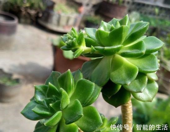 蒂亚徒了,都可以召唤“神龙”,手一痒,全都拔了!