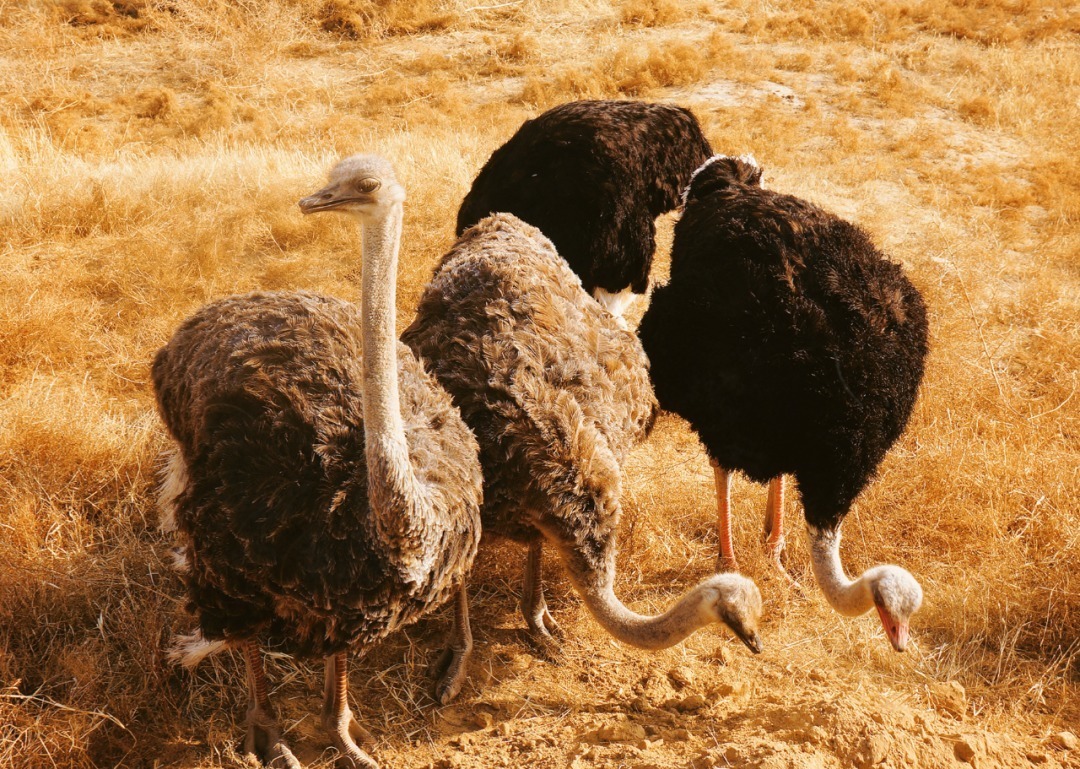 脚踏|一路银川,水洞沟遗址脚踏黄土来,机关四起藏兵洞