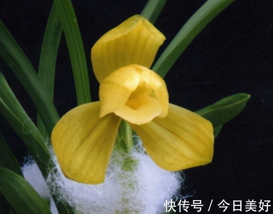 千万级别的天价孤品荷瓣兰,为何受追捧?如今还能见到吗?