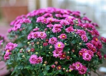 此花好看又好养，花比也还多，一开就爆盆，是阳台盆栽新宠！