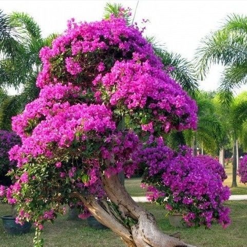 养了5年三角梅,从不控水,依然爆花,教你两招,一茬接着一茬开