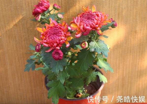 如何延长菊花的花期谨记“3诀窍”，花大色艳，持久开花多30天