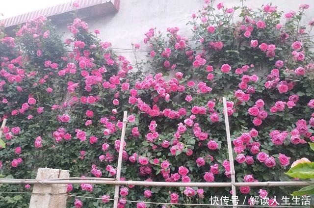 此花是世界名花,全年开花,能打造花墙,好看又好养,南北都能种!