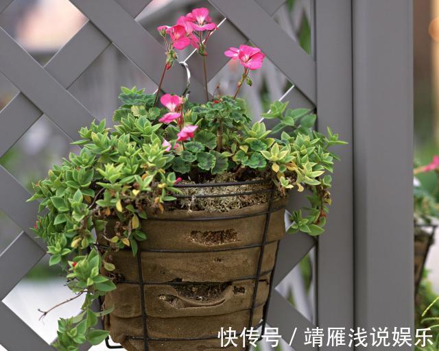 月季花|客厅养上3种花，做好这几点，不久变成“大花房”，芳香更宜人