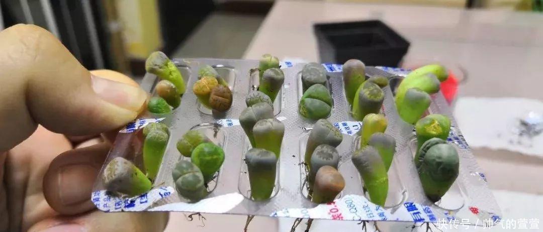 多肉扦插不用土,胶囊板一套,3天就能冒白根!